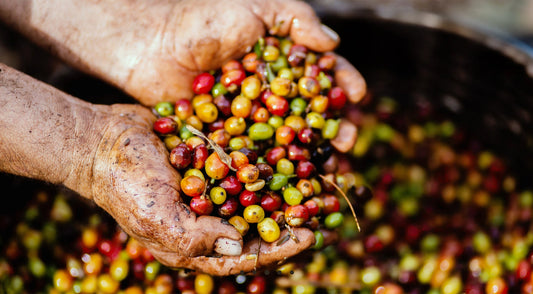 The Ultimate Guide to 100% Kona Coffee