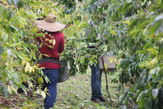 Kona Coffee vs Other Premium Coffees