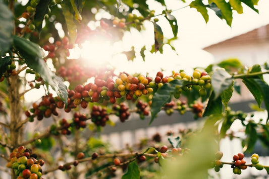 From Seed to Cup: The Journey of Kona Coffee
